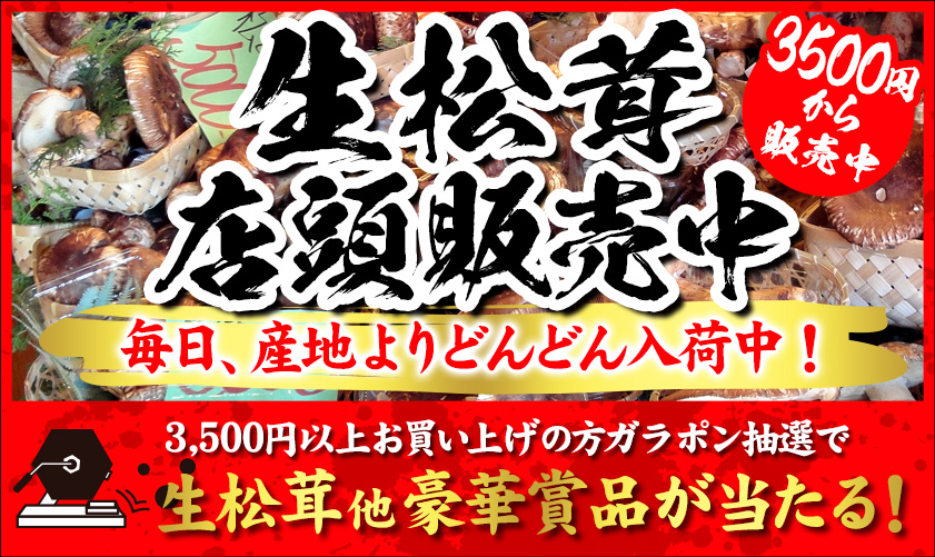 生松茸店頭販売中　3,500円から販売中　毎日、産地よりどんどん入荷中！　3500円以上お買い上げの方ガラポン抽選で生松茸など豪華賞品が当たる！