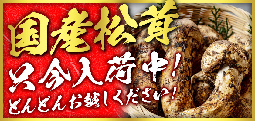 国産松茸　只今入荷中！どんどんお越しください！ 