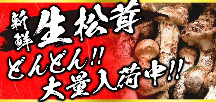 新鮮生松茸　どんどん！！大量入荷中！！ 