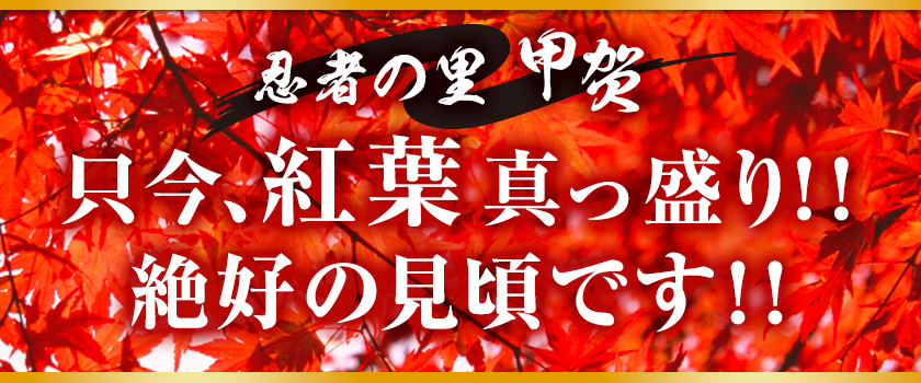 忍者の里甲賀　只今紅葉真っ盛り！！絶好の見頃です！！ 