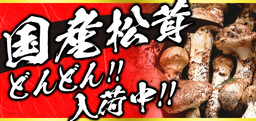 国産松茸どんどん入荷中！